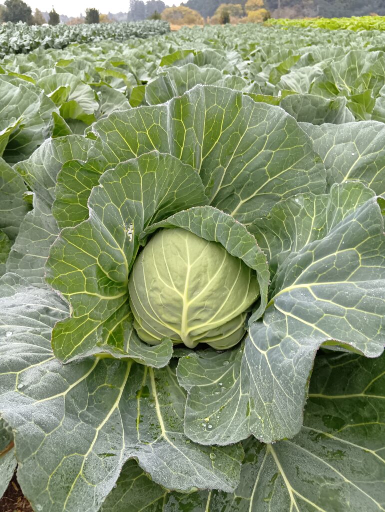 11/29(日)収穫体験”キャベツ”スタート