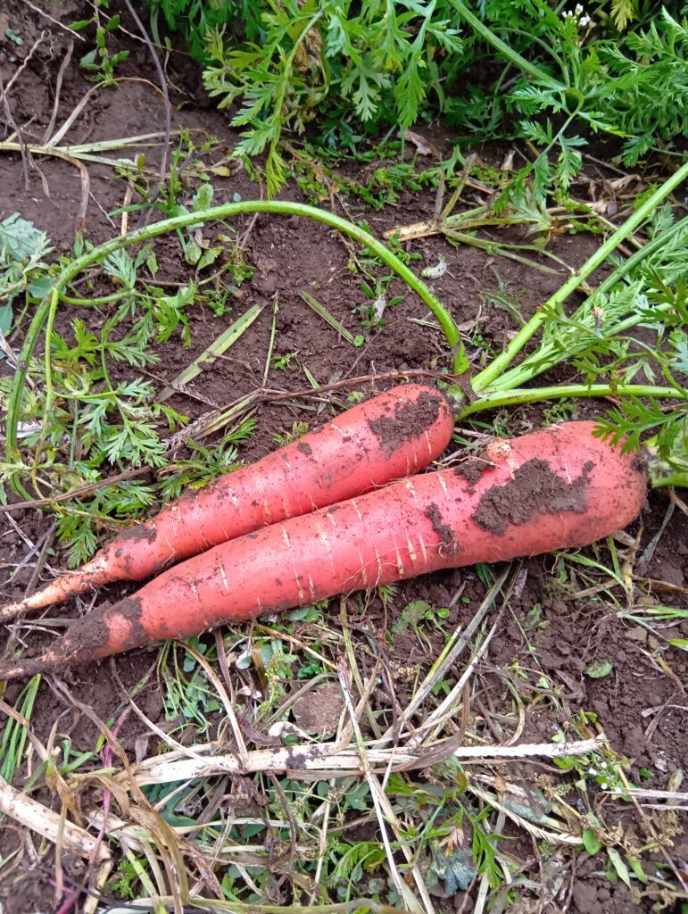 11/29(土)収穫体験”人参”スタート