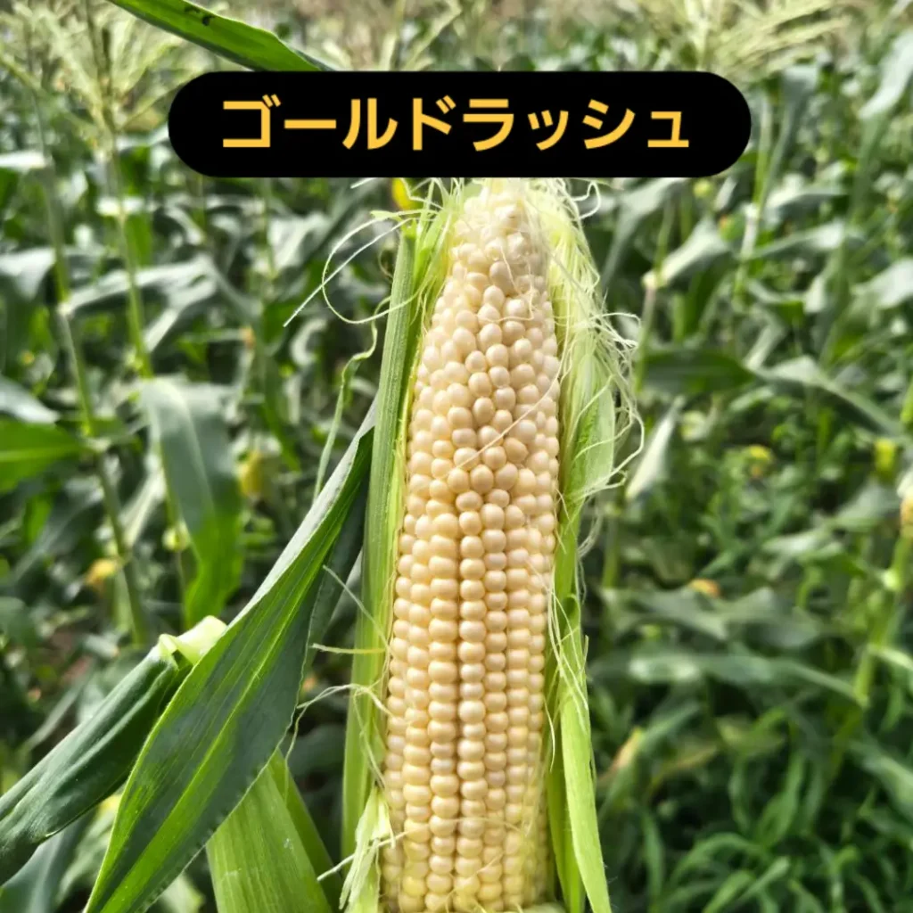 トウモロコシ収穫体験について