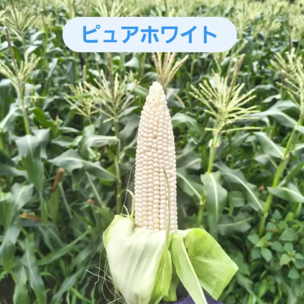 トウモロコシ収穫体験について