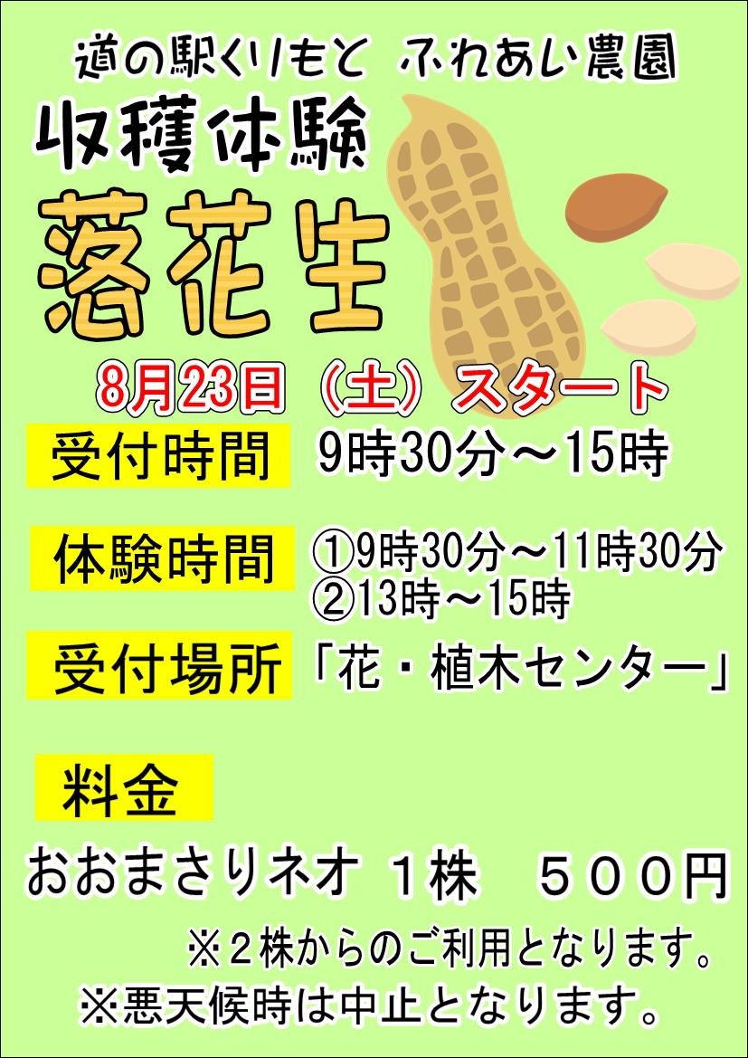 8/23(土)落花生”おおまさりネオ”収穫体験開始！