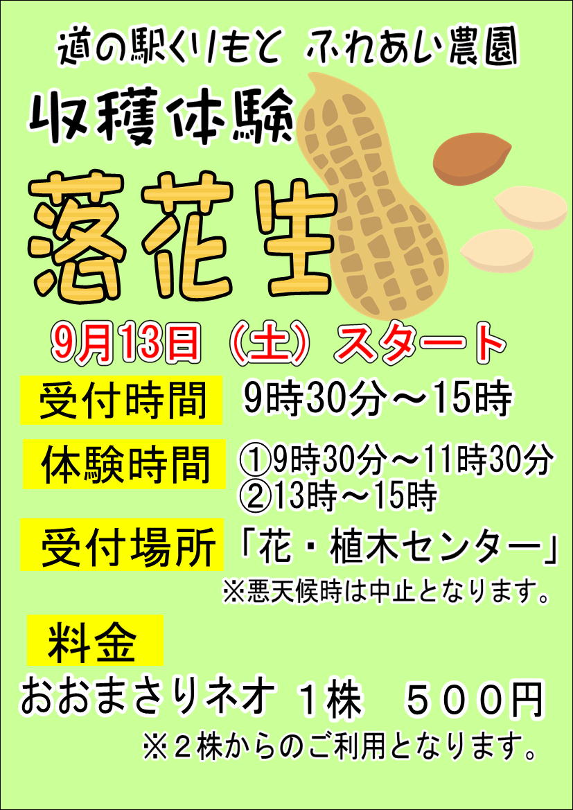 9/13（土）落花生の収穫体験再開