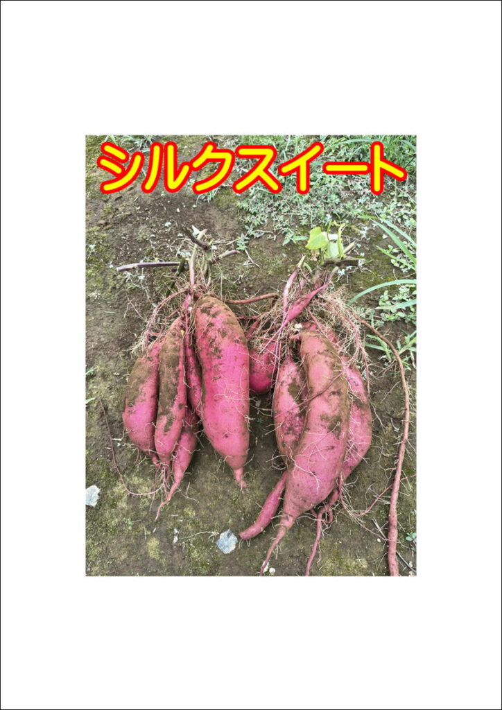 9/5(土)さつまいも掘りスタート