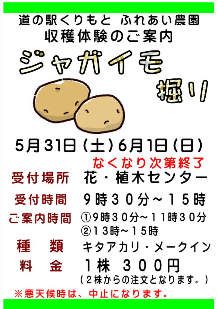 5/31,6/1　ジャガイモ掘り