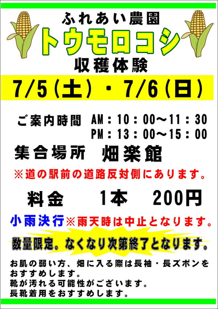トウモロコシ収穫体験