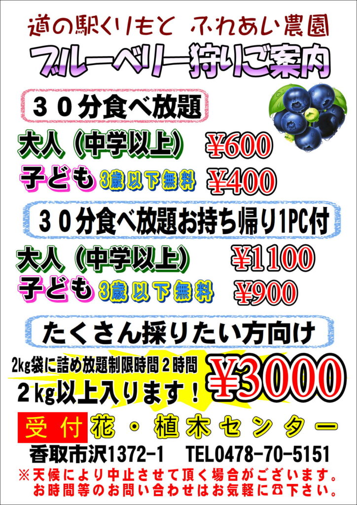 ブルーベリー狩りスタート