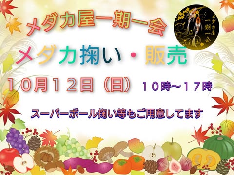 10/12(日)メダカ屋”一期一会”出店