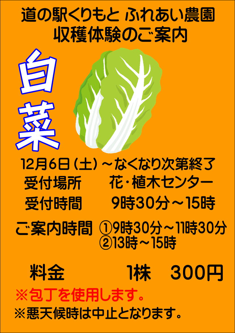 12/6(土)収穫体験”白菜”スタート