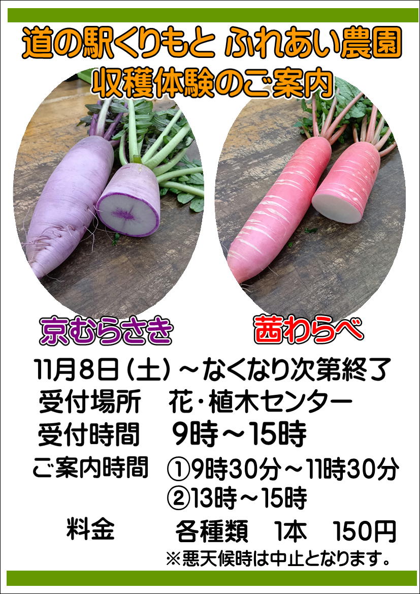 11/8(土)赤・紫大根の収穫体験