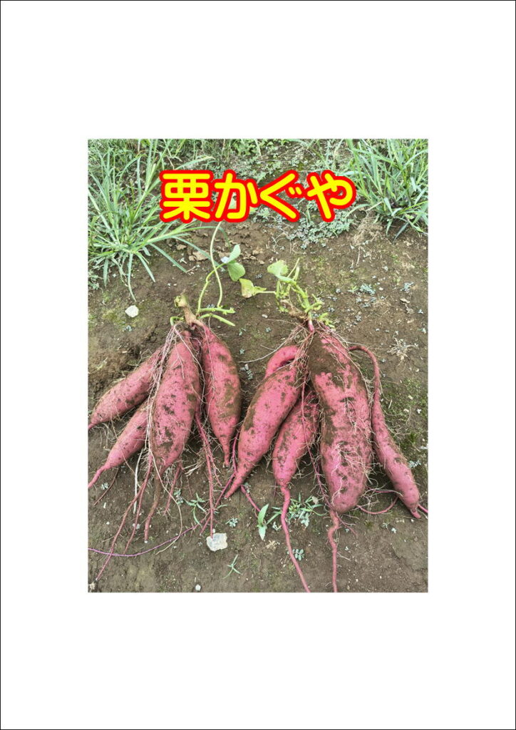 9/5(土)さつまいも掘りスタート